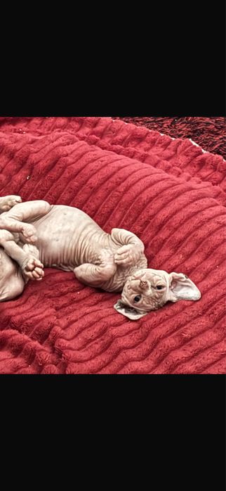 sphynx  gata menina