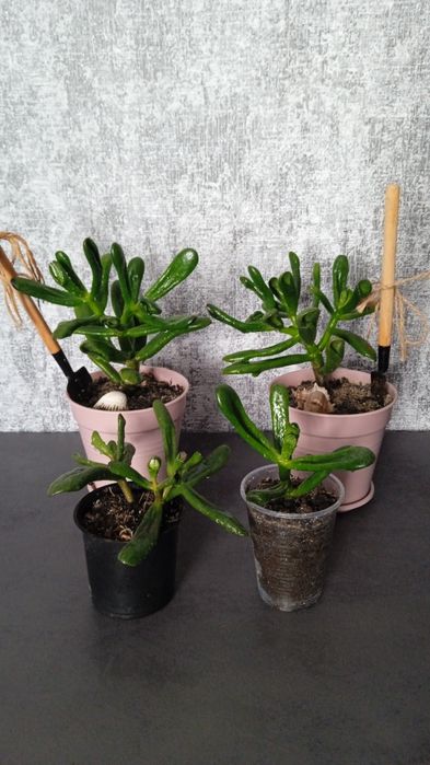 Красула хобіт овата вазон