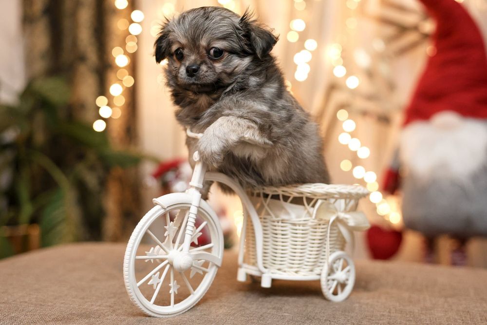 Chihuahua długowłosa suczka