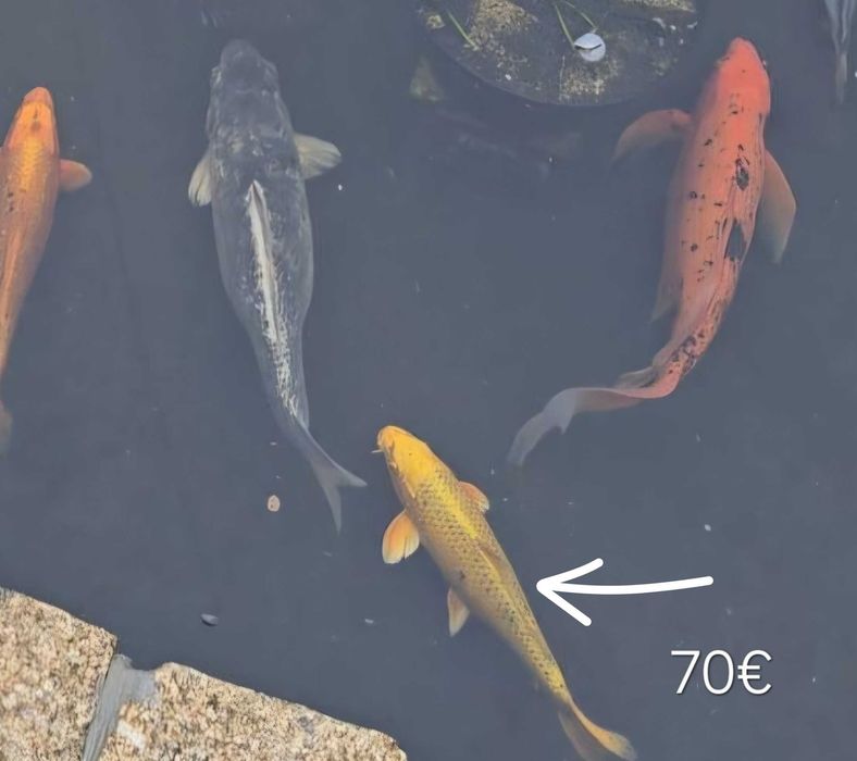 Vendo carpas koi vários preços