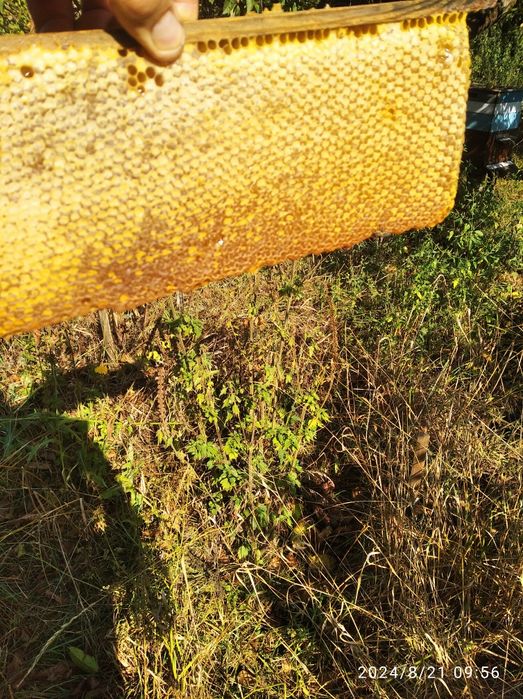 мед з власної пасіки