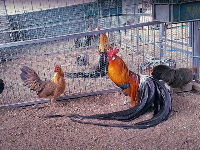 Яйце на інкубацію. Курчат. Фенікс - золото, срібло.