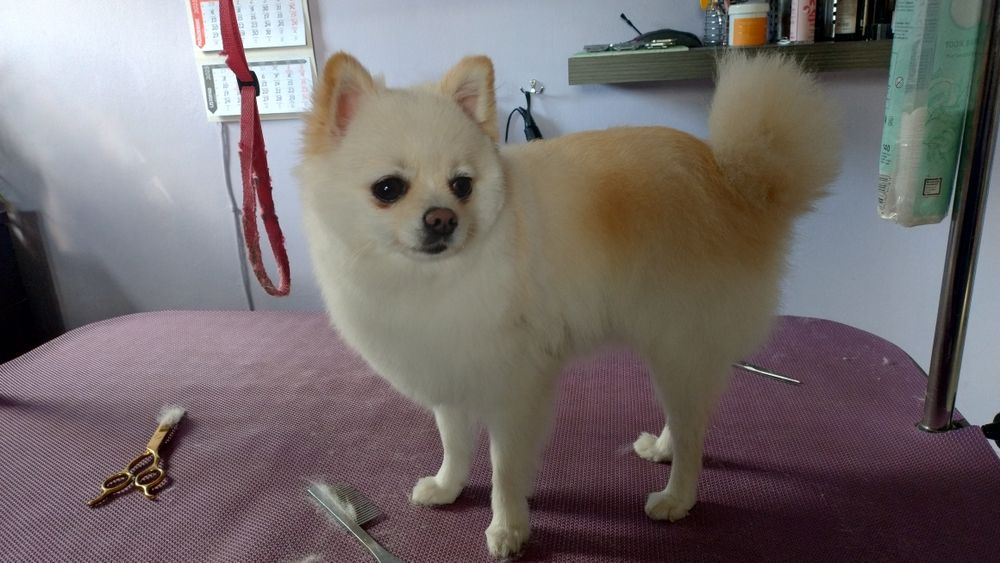 Strzyżenie i pielęgnacja psów w domu i u klienta