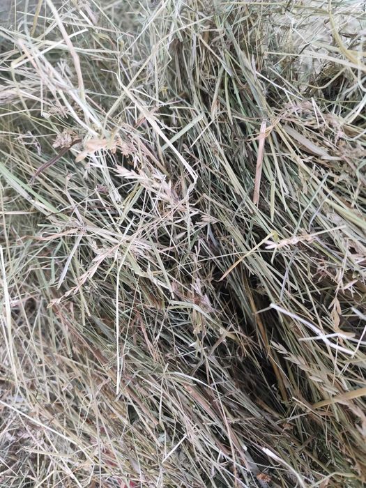 Сіно, сено, трава, отава 2025 для гризунів