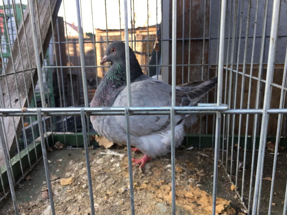 Texaner teksanery samce samice