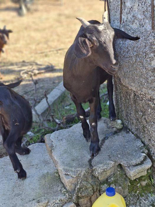 cabras anãs. conjunto de 13 animais