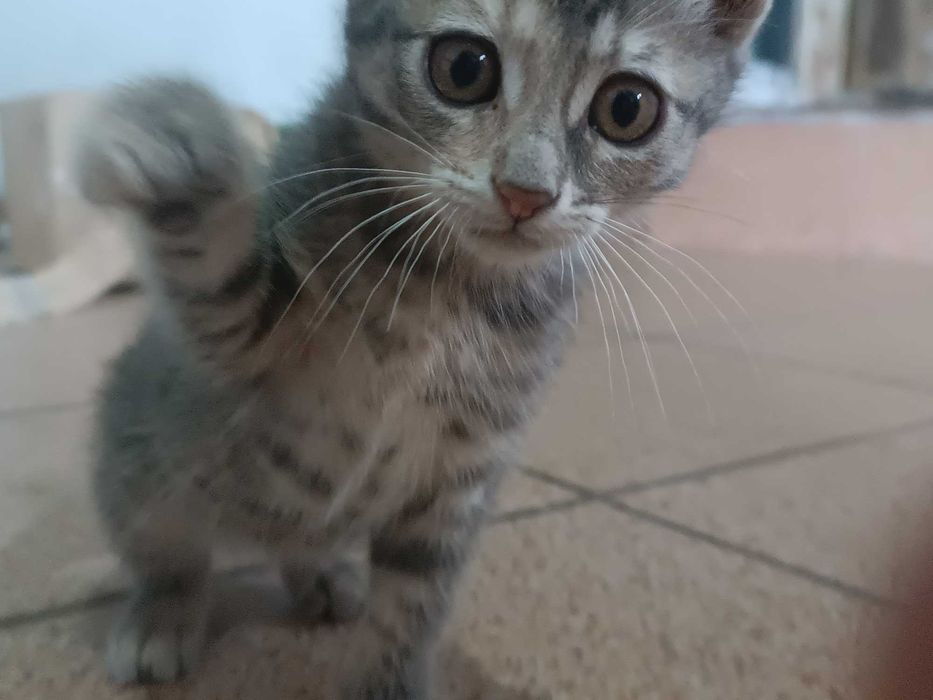 Gata bebê para adoção