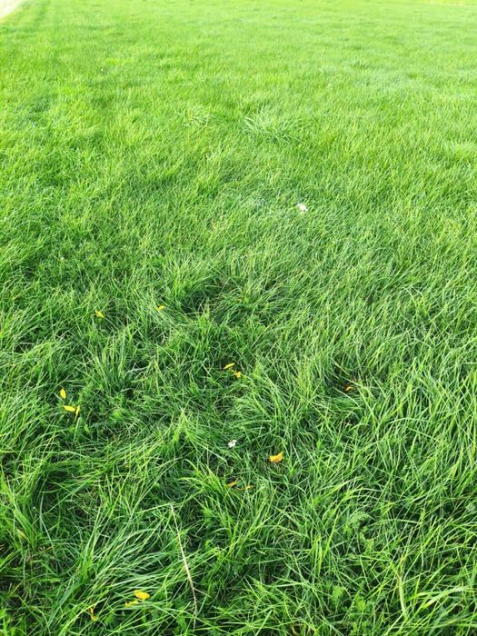 Sianko wiejskie jurajskie ziołowe mix 4sz x 1kg