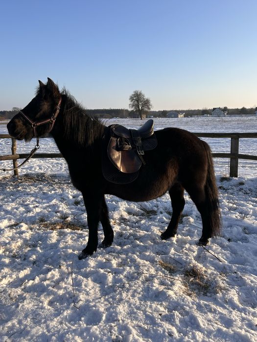 Klacz huculska | pełne pochodzenie