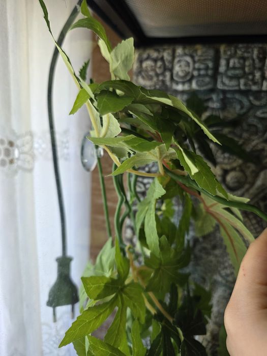 Planta Exo Terra