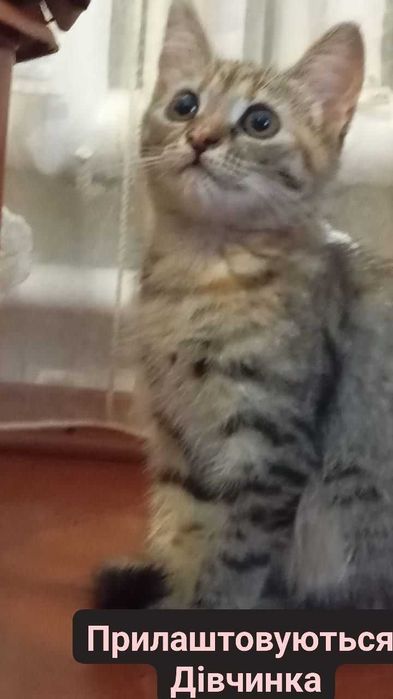 Котики-муркотики