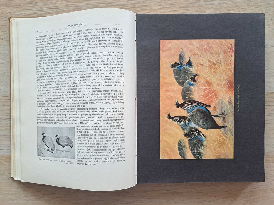 1936 rok. Życie zwierząt. Brehm