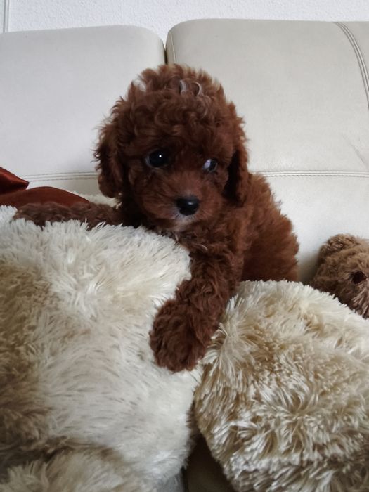 Пудель той міні девочка  и мальчики  Китай и ксу