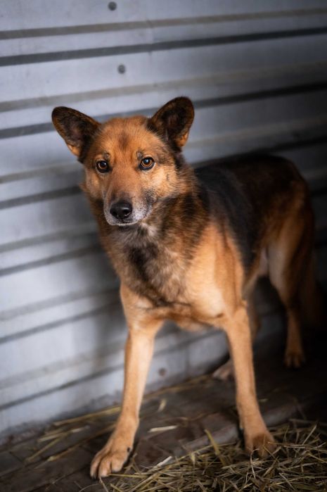 Simba - wolny duch do adopcji
