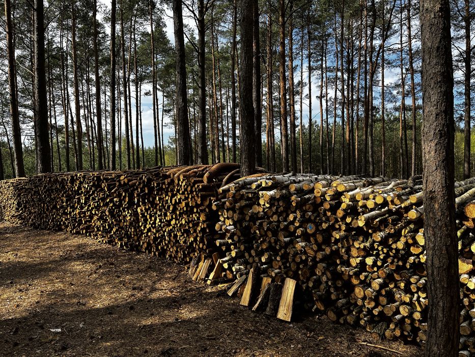 Drewno opałowe sosna