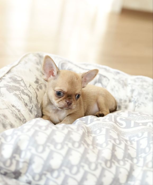 Chihuahua FCI chłopak