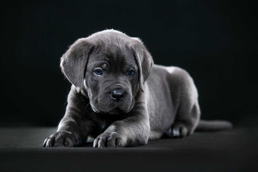 Кане Корсо голубого окраса с документами. Чистокровные, за пол цены.