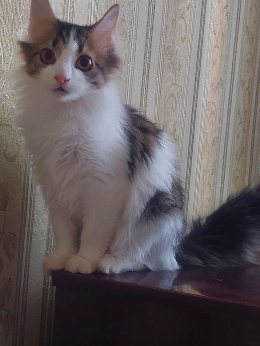 Котята подростки ищут  дом