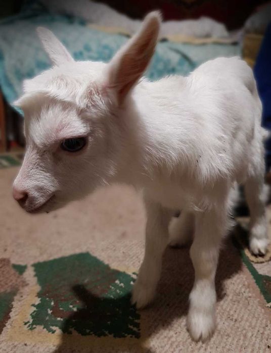 Зааненські кози та козенята / Зааненские козы и козлята