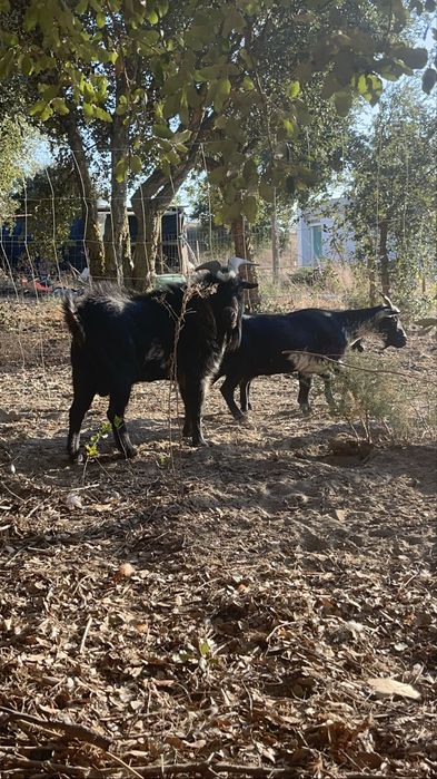 Cabra Anã + Cabrito