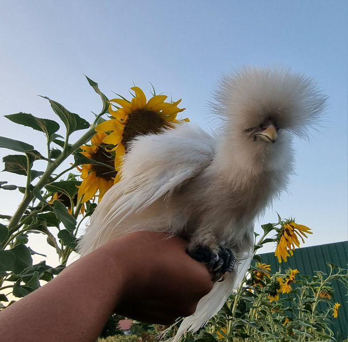 Белых пуховых китайских шелковых петухов