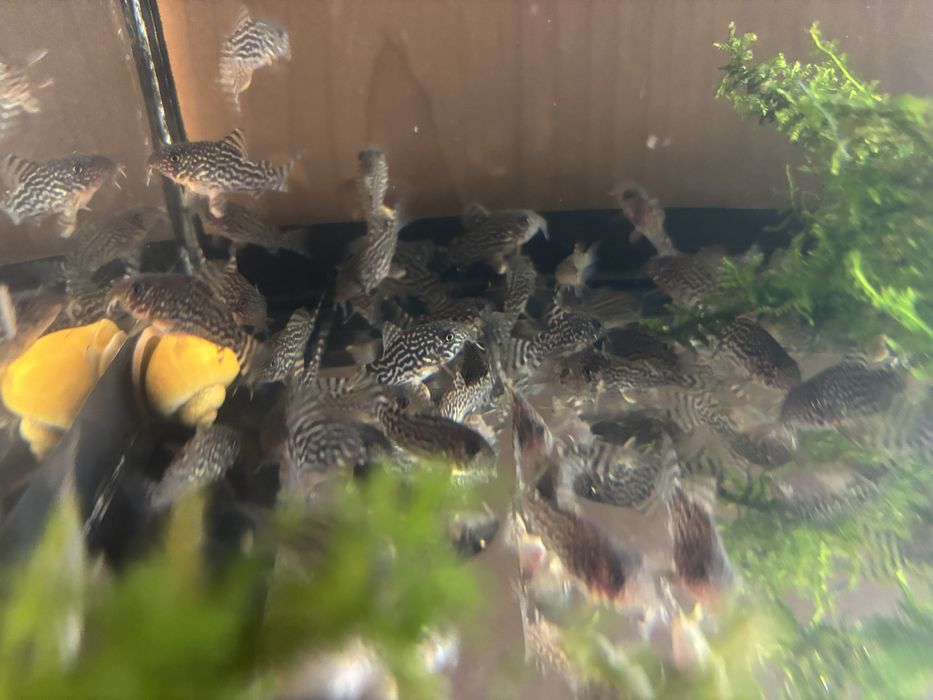 Коридорас Штерба