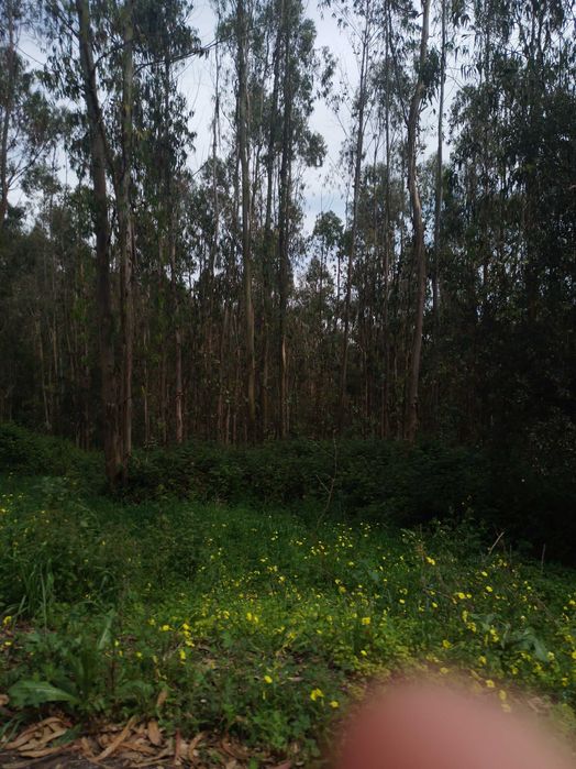 Prestação de serviços