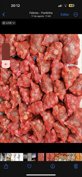 Pinhas para venda