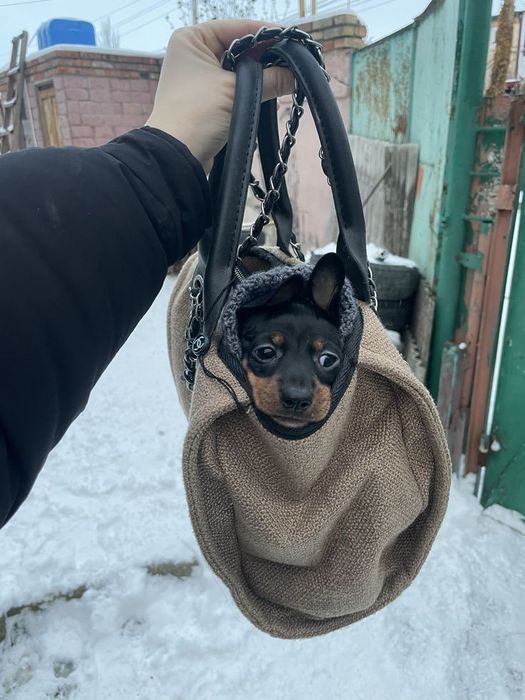 Чорно-підпала принцеса — компактна та чарівна