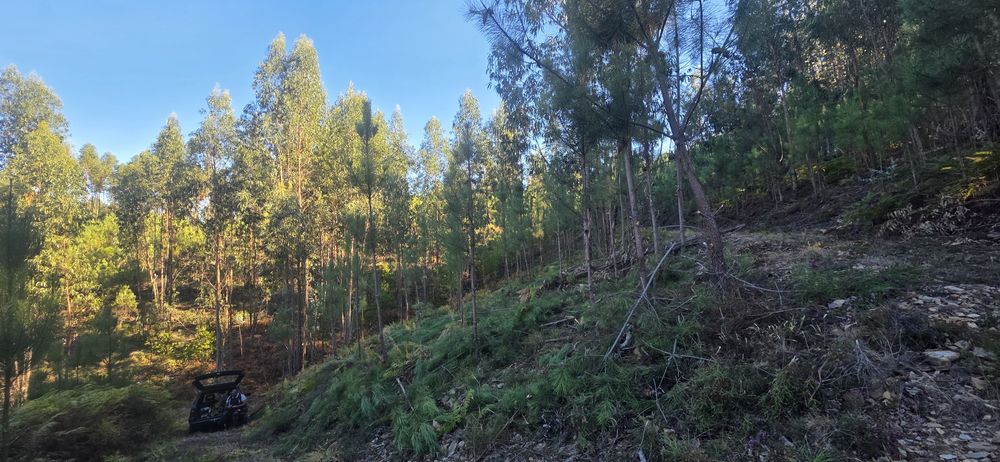Limpeza de terrenos