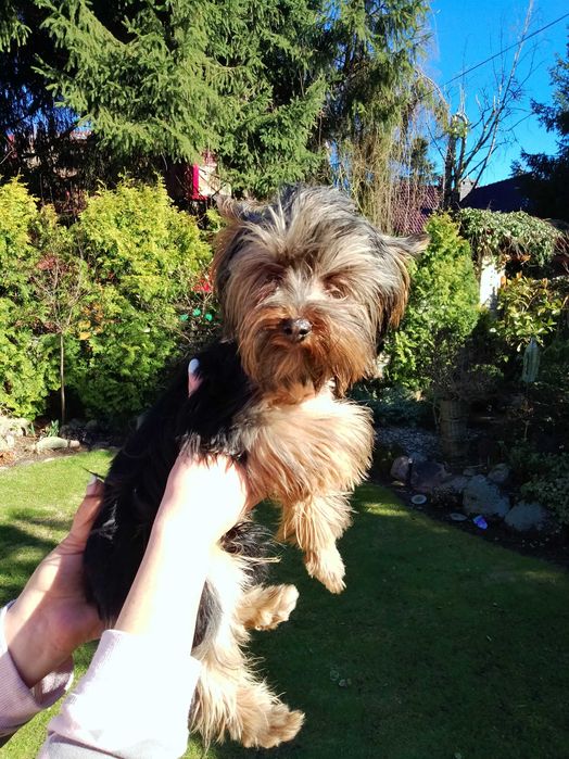 Sprzedam Yorkshire Terrier