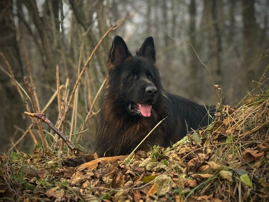 Owczarek Niemiecki Długowłosy SZCZENIAKI  - WIOSNA 2026 REZERWACJA