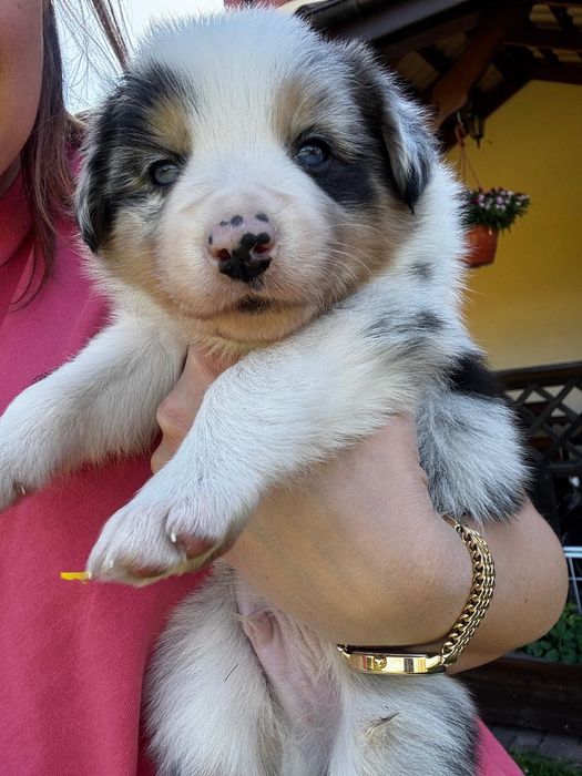 Border Collie FCI chłopak blue merle tri