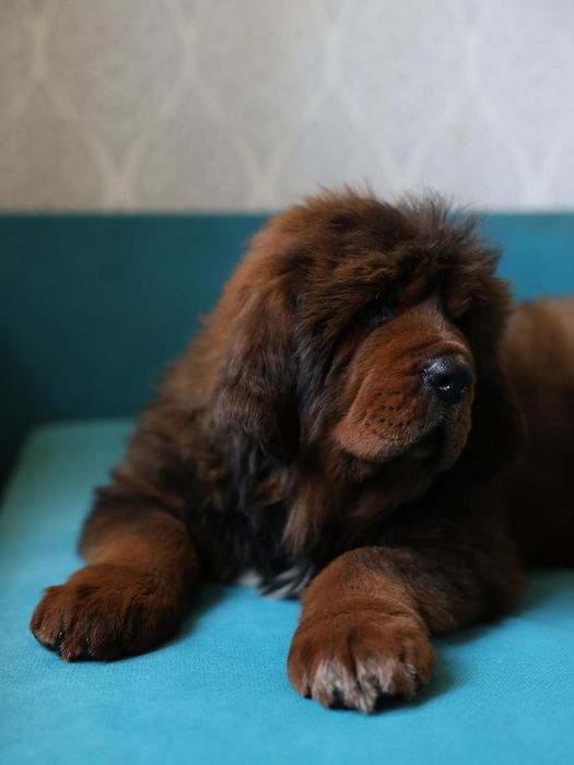 Тибетский Мастиф