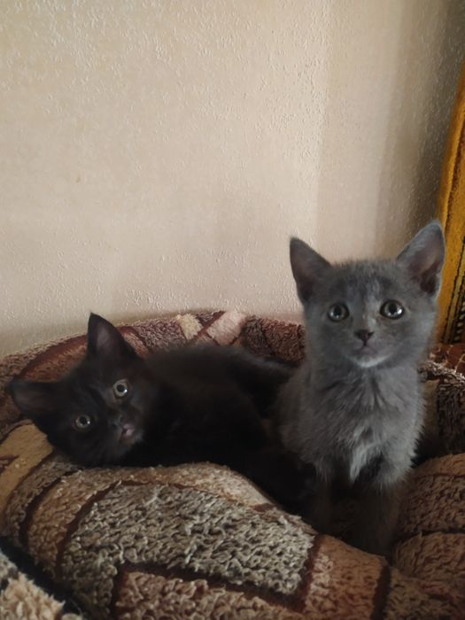 Супер красавчики,мальчики и девочки.бесплатно!