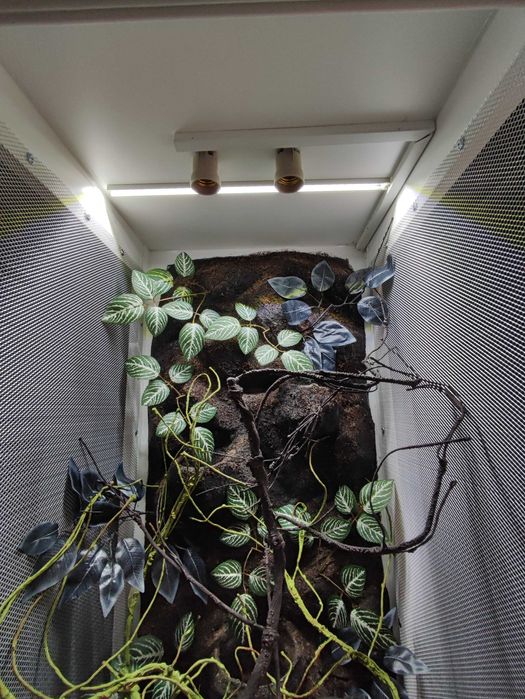 Terrarium nr716  tropikalne dla kameleona 50/50/100 DOSTĘPNE