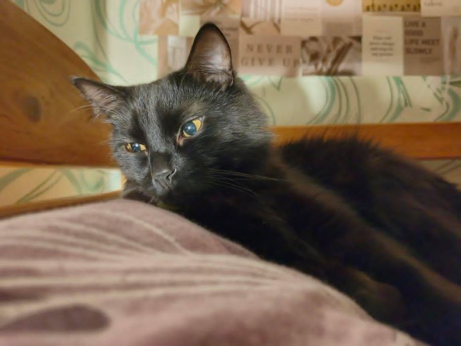 Котики шукають дім