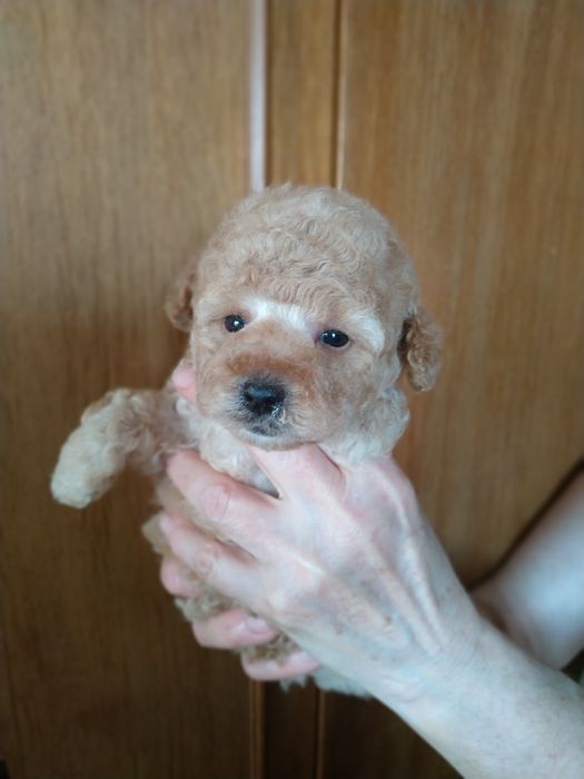 Мальтипу,мини мальчик