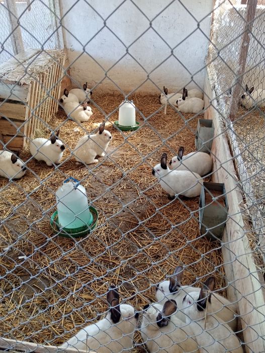 Продам кролі, кроликі