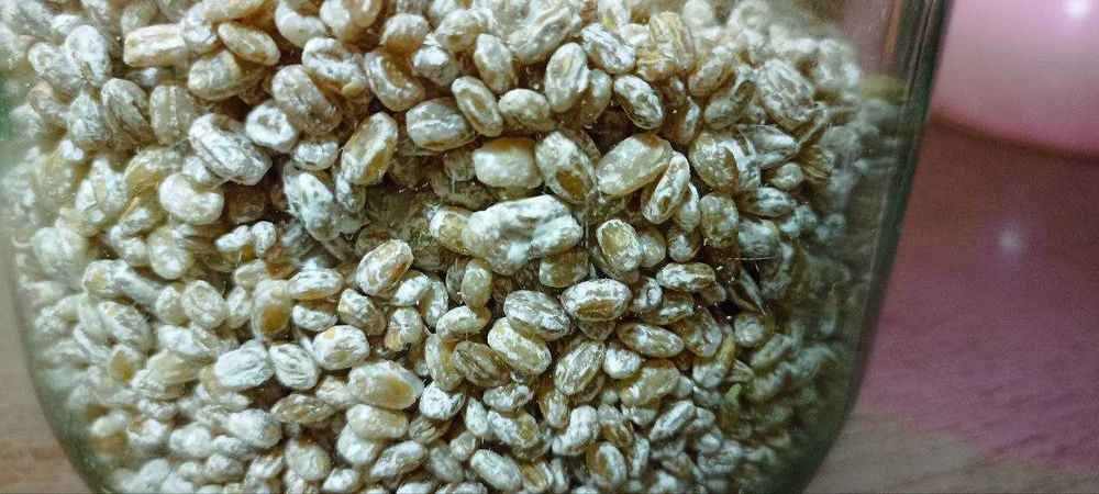 Биоинсектицид  Боверия басси, чистая культура на перловой крупе.