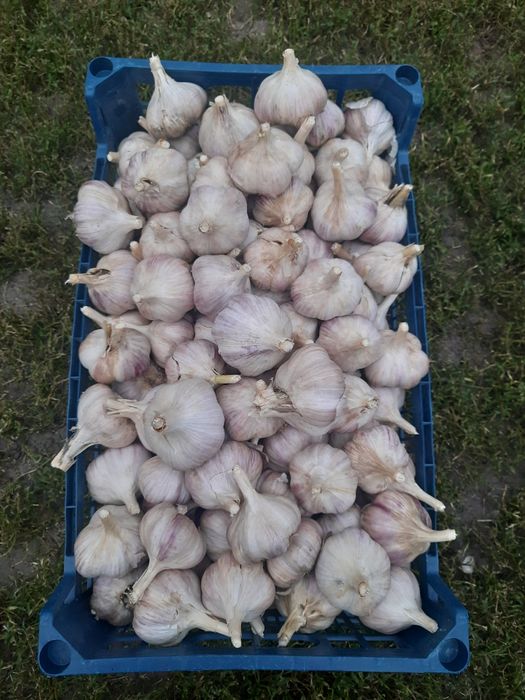 Часник великий і малий, сорт "Ірен"