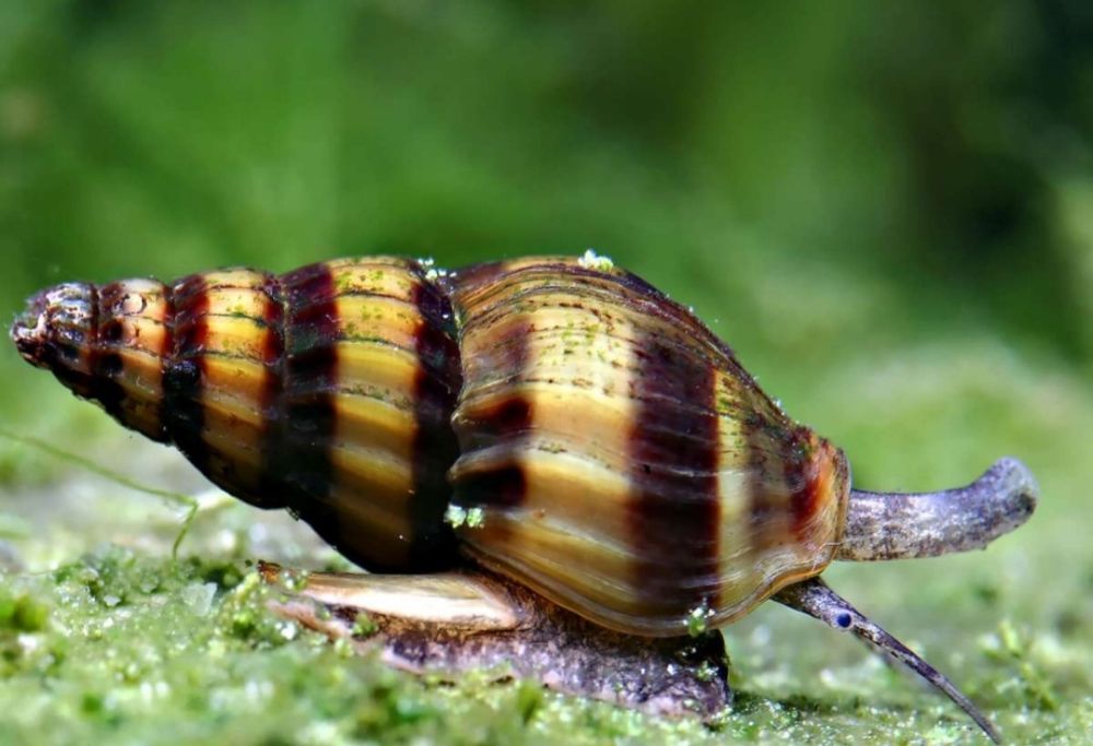 Caracol   Helena