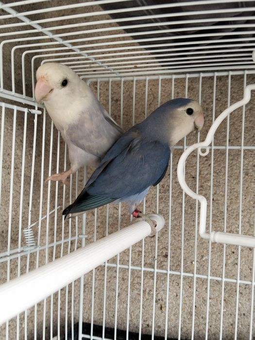 Casal Agapornis roseicollis