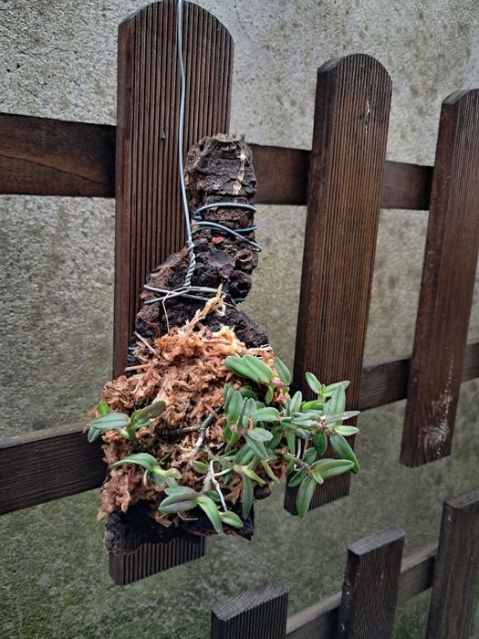 Epidendrum peperomia (porpax) - Orquídea Montada