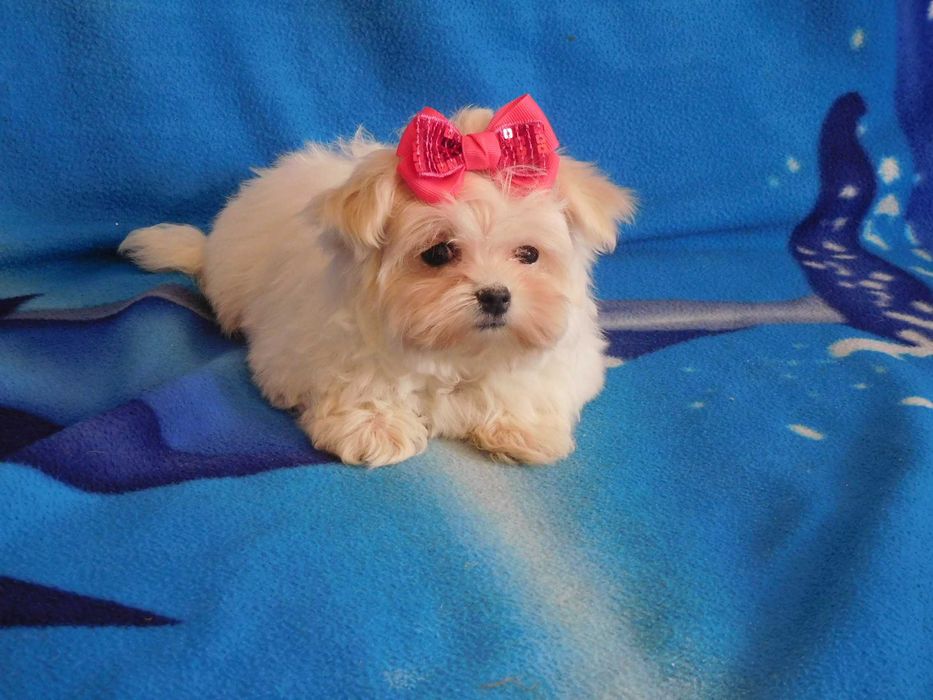 mini Maltańczyk sunia 8tyg, odbiór od 25.01 miniaturka