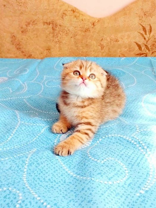 Шотландська красунечка дівчинка шиншилка