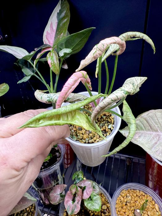 Syngonium Pink Rolli , kolekcjonerskie