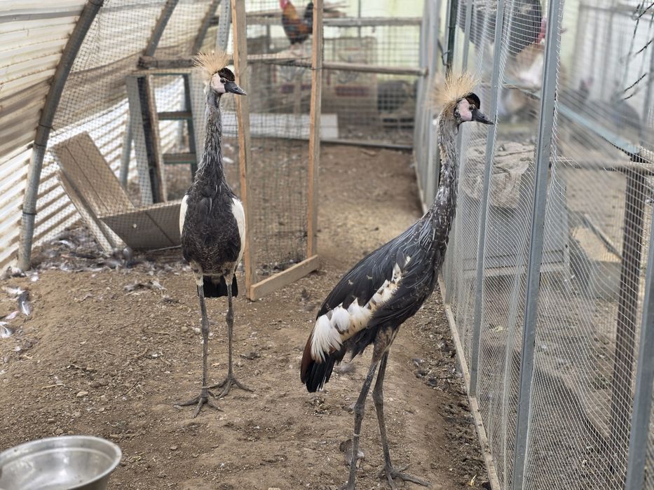 Grous coroados machos