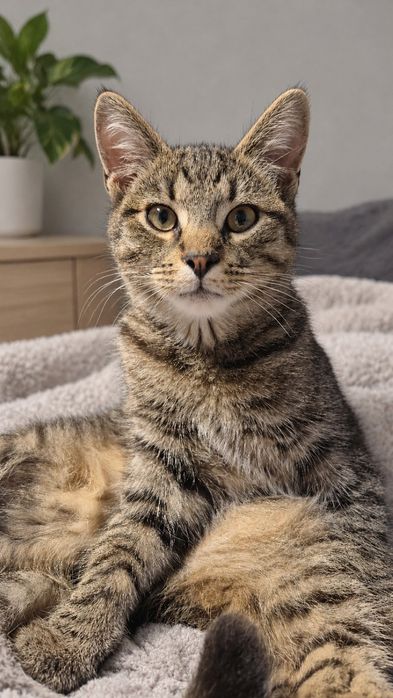 Półroczne kocie rodzeństwo do adopcji Bali Tosia