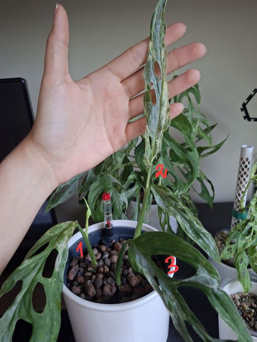 Monstera indonesian marble ukorzenione piekne sadzonki